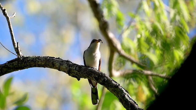 Yellow-billed Cuckoo - ML637144038