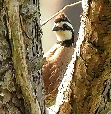 Northern Bobwhite - ML637144047