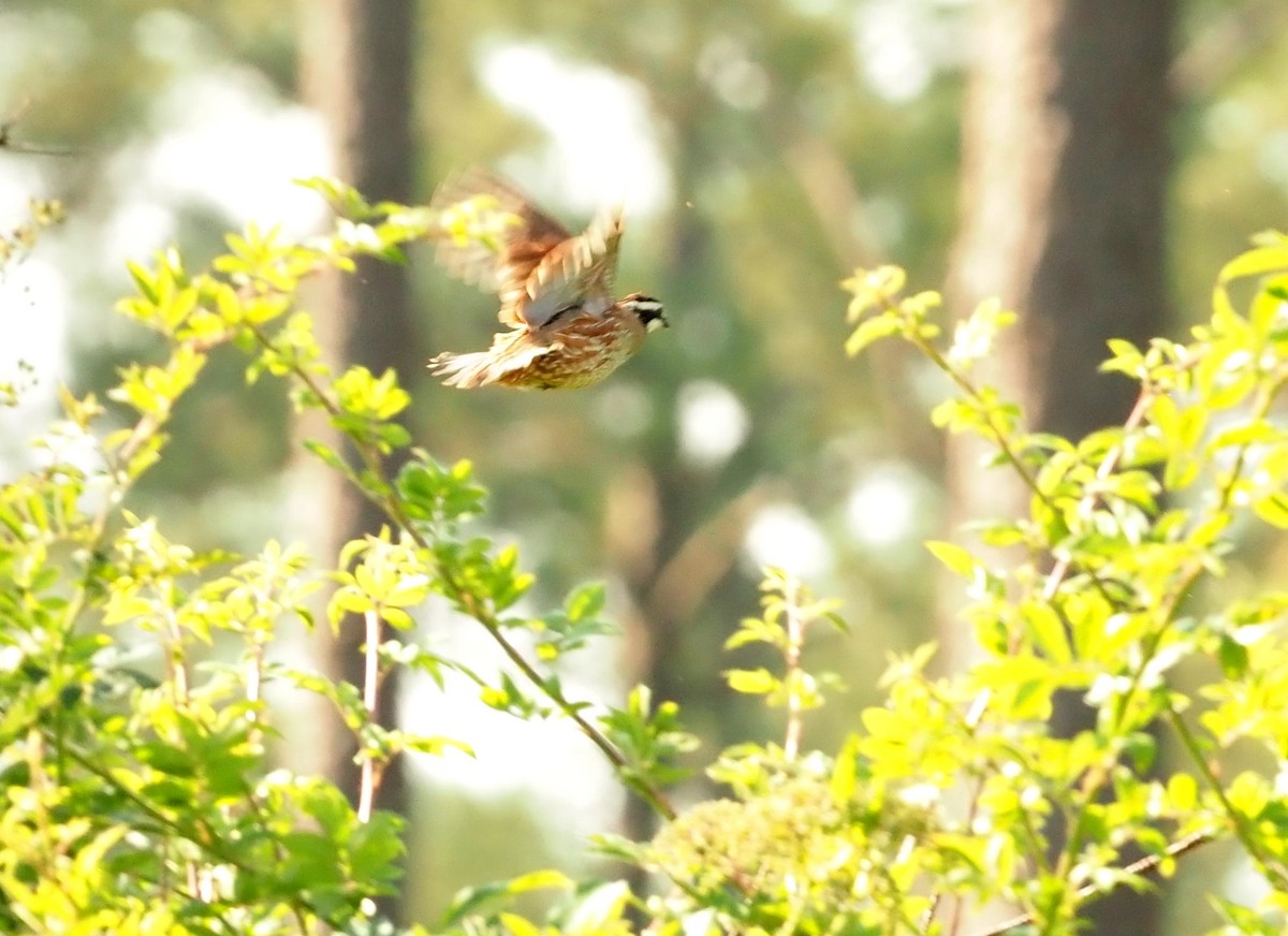 Northern Bobwhite - ML637144050