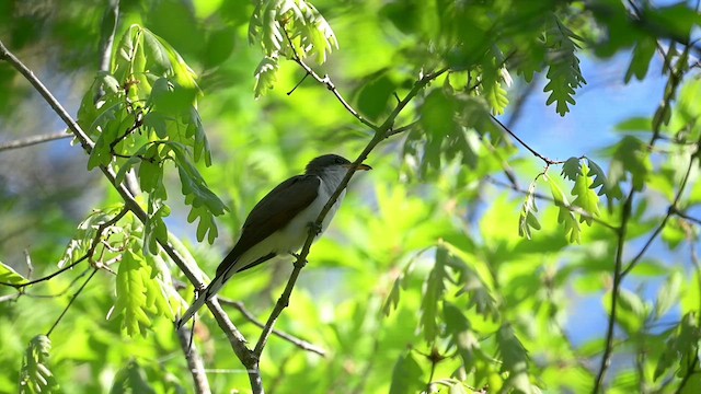 Yellow-billed Cuckoo - ML637144123