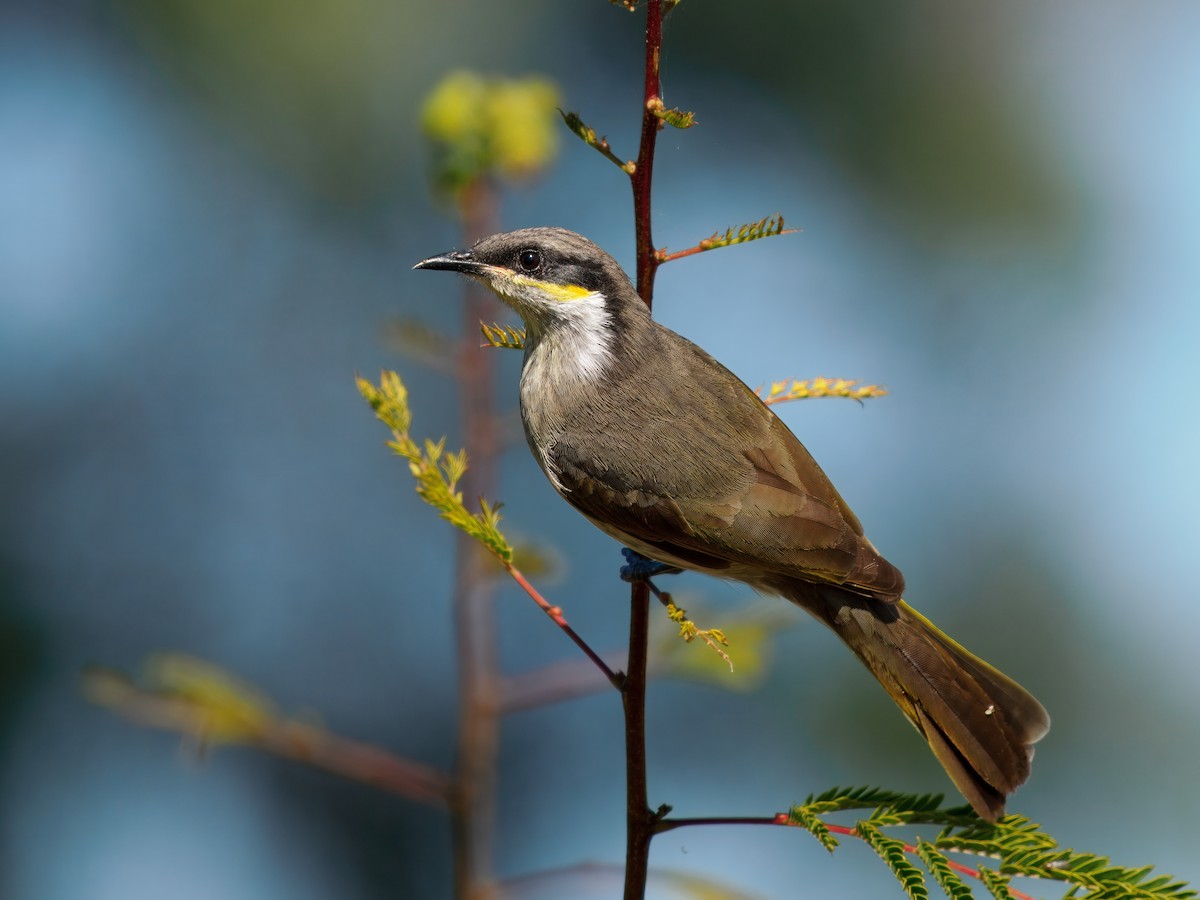 Singing Honeyeater - ML637144158