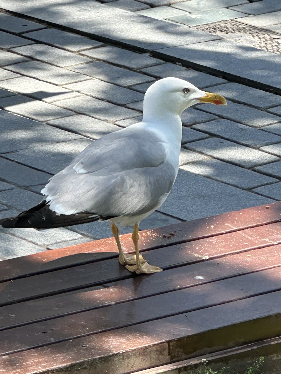 Yellow-legged Gull - ML637144174