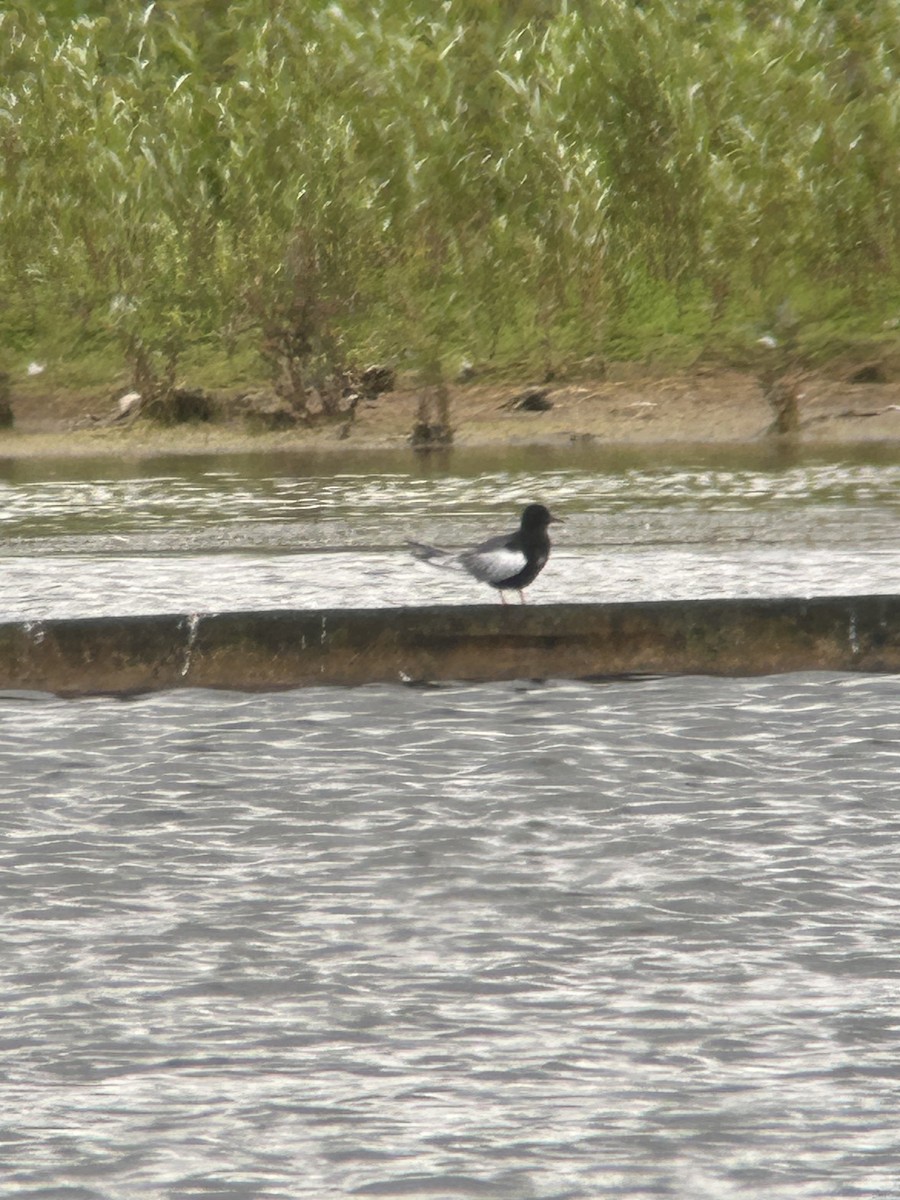 White-winged Tern - ML637144389