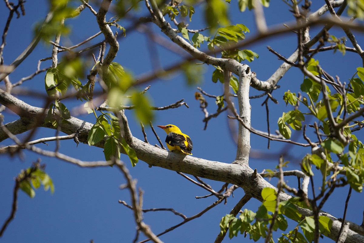 Eurasian Golden Oriole - ML637144451