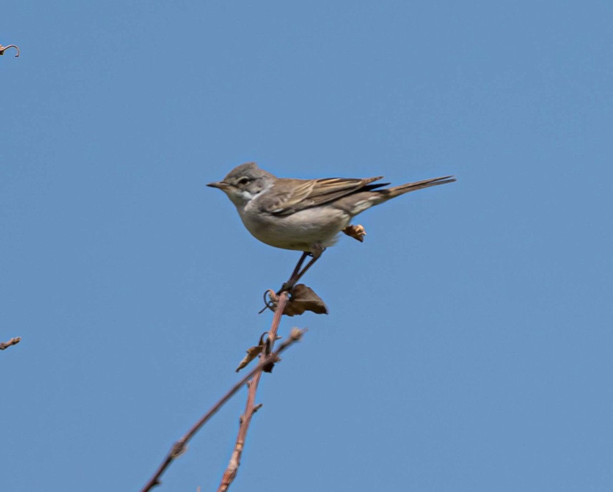 Greater Whitethroat - ML637144452