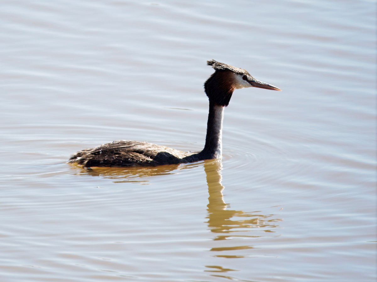 Отгот шунгуур - ML637144458