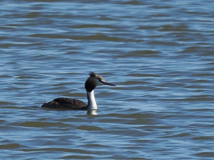 Отгот шунгуур - ML637144462