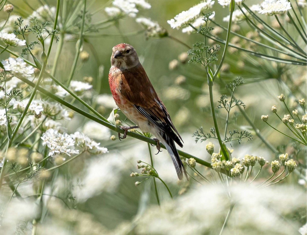 Eurasian Linnet - ML637144472