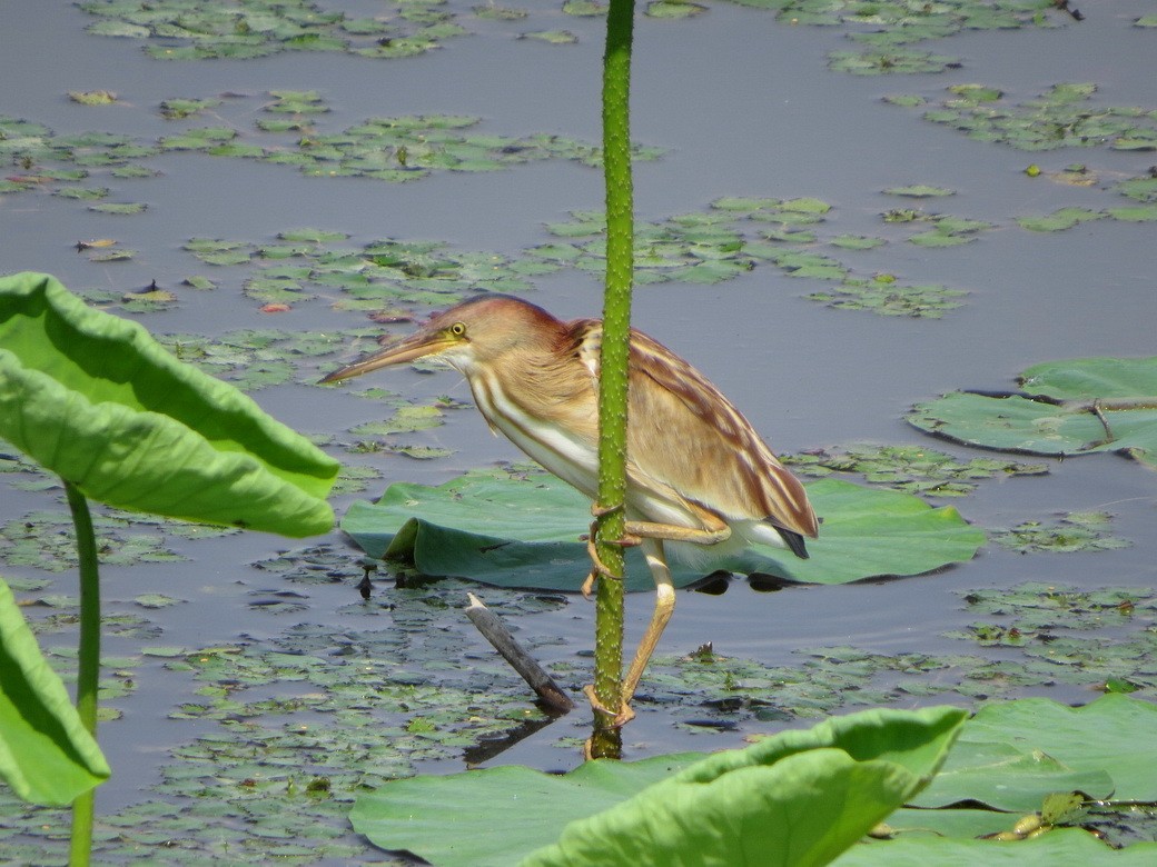 Yellow Bittern - ML637144494