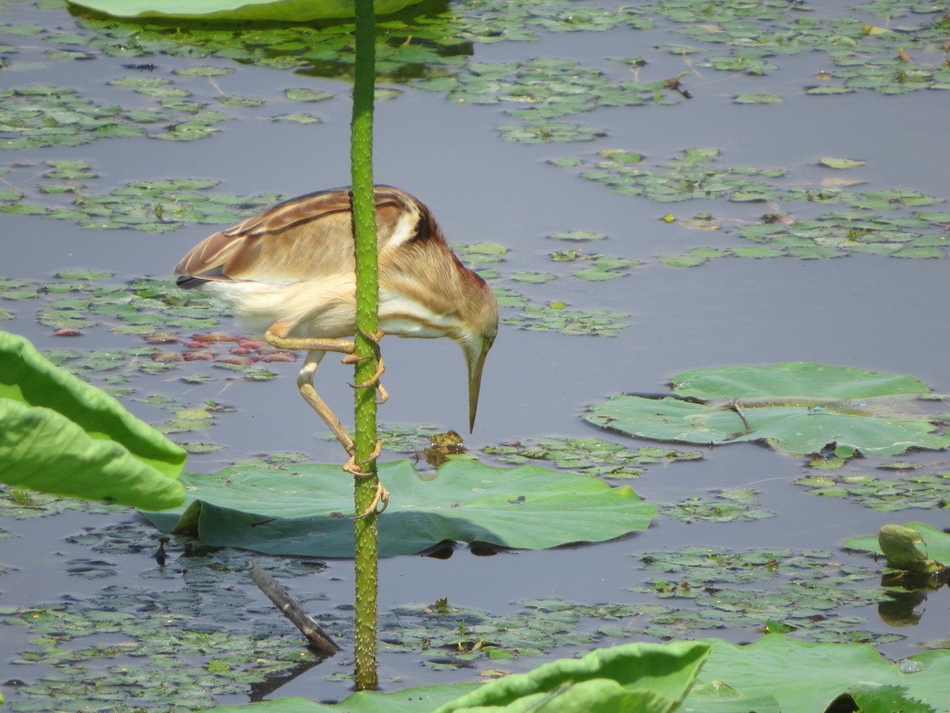 Yellow Bittern - ML637144497