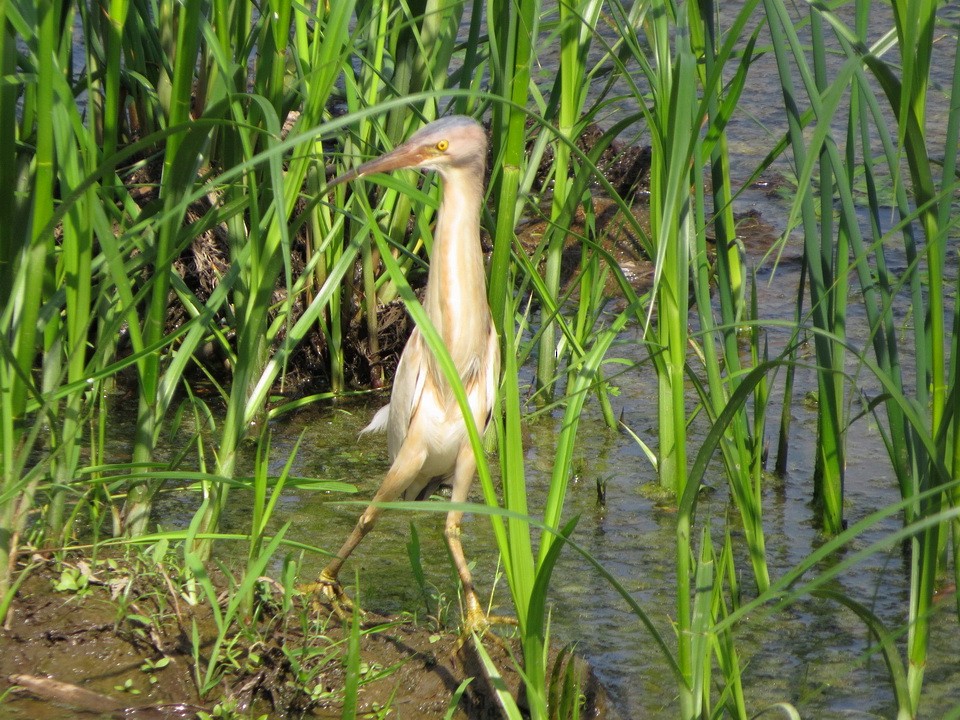 Yellow Bittern - ML637144506