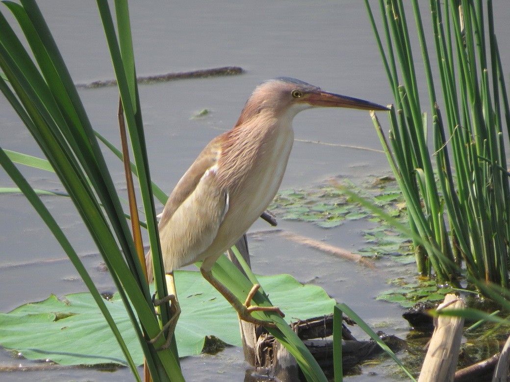 Yellow Bittern - ML637144511