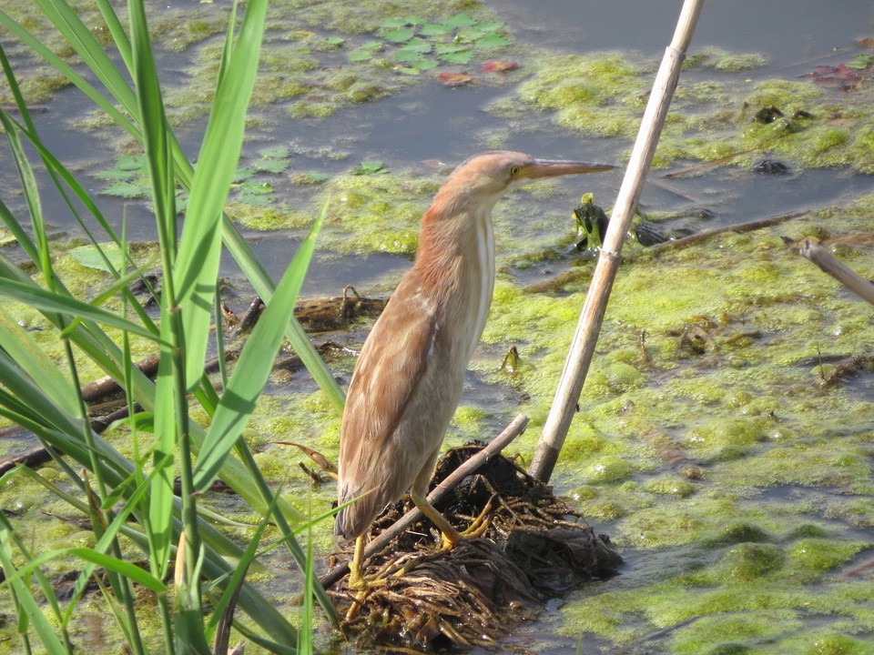 Yellow Bittern - ML637144514