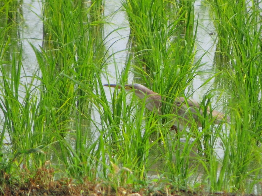 Yellow Bittern - ML637144518