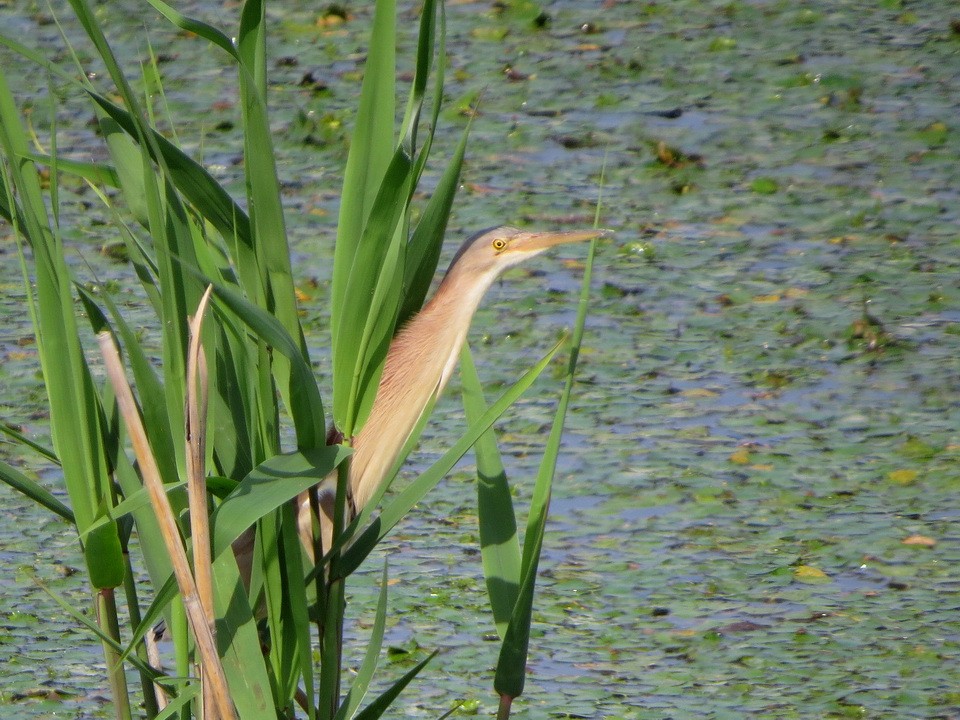 Yellow Bittern - ML637144520