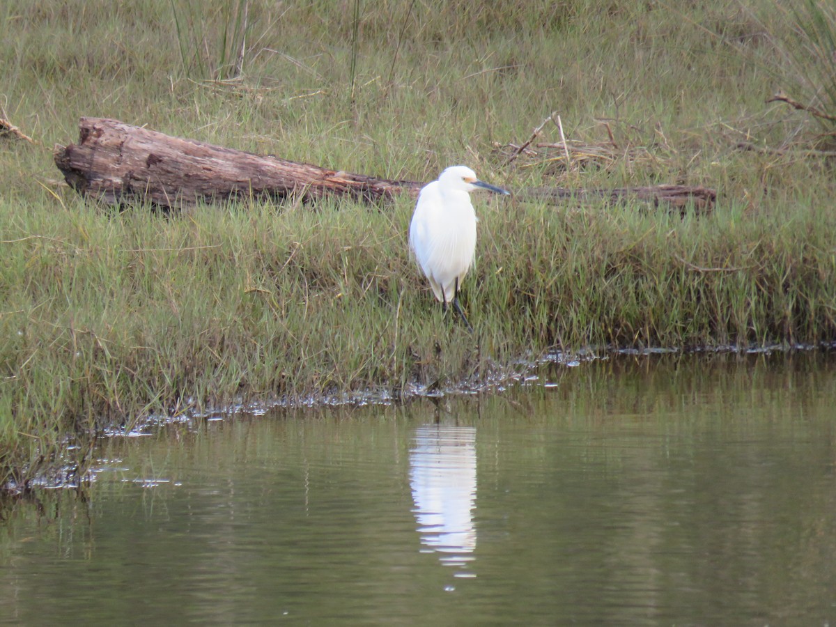 Eastern Cattle-Egret - ML637144545