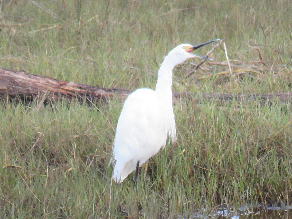 Eastern Cattle-Egret - ML637144552