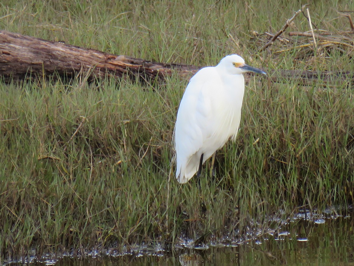 Eastern Cattle-Egret - ML637144553