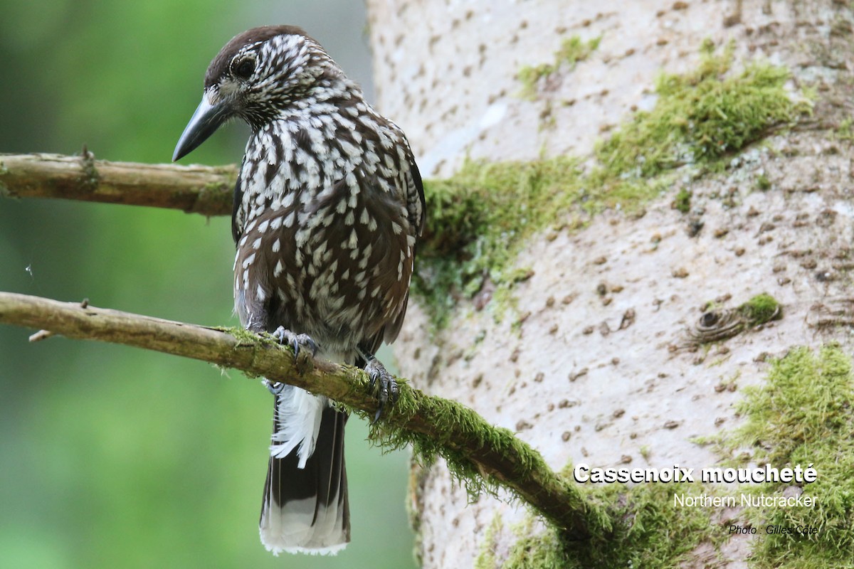 Northern Nutcracker - ML637144653