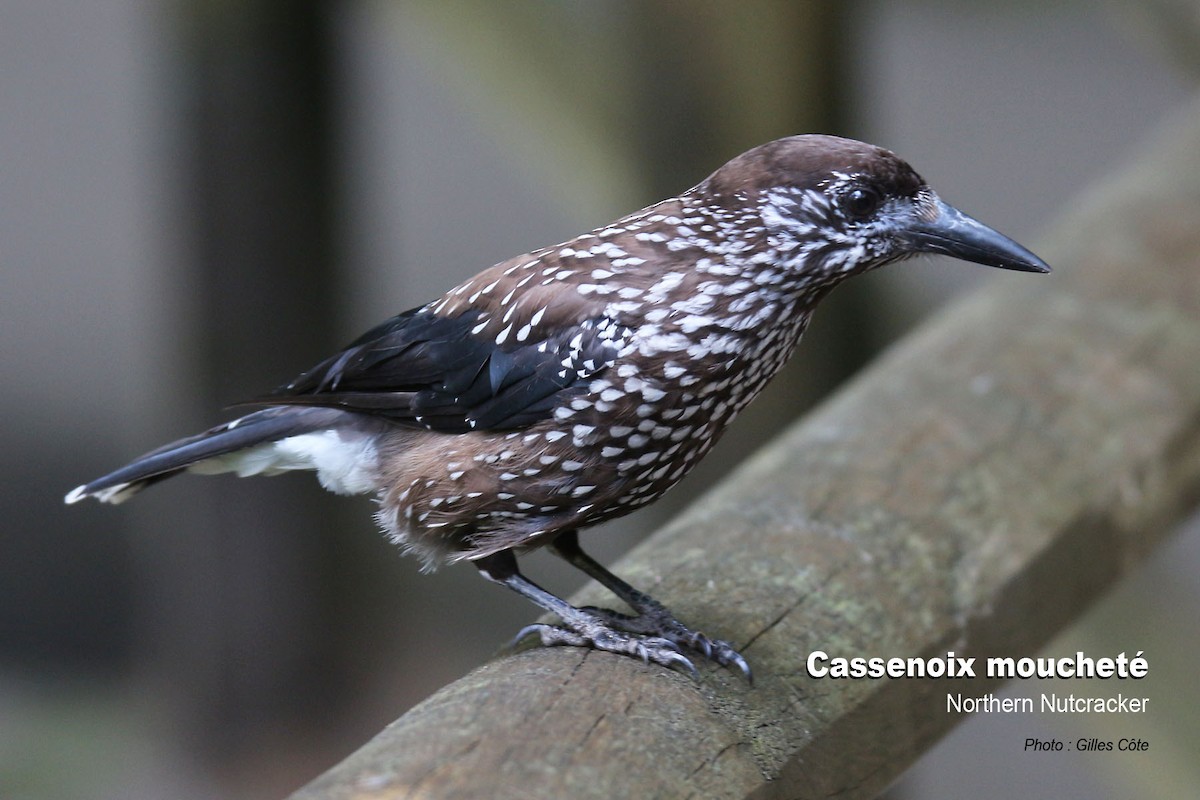 Northern Nutcracker - ML637144654