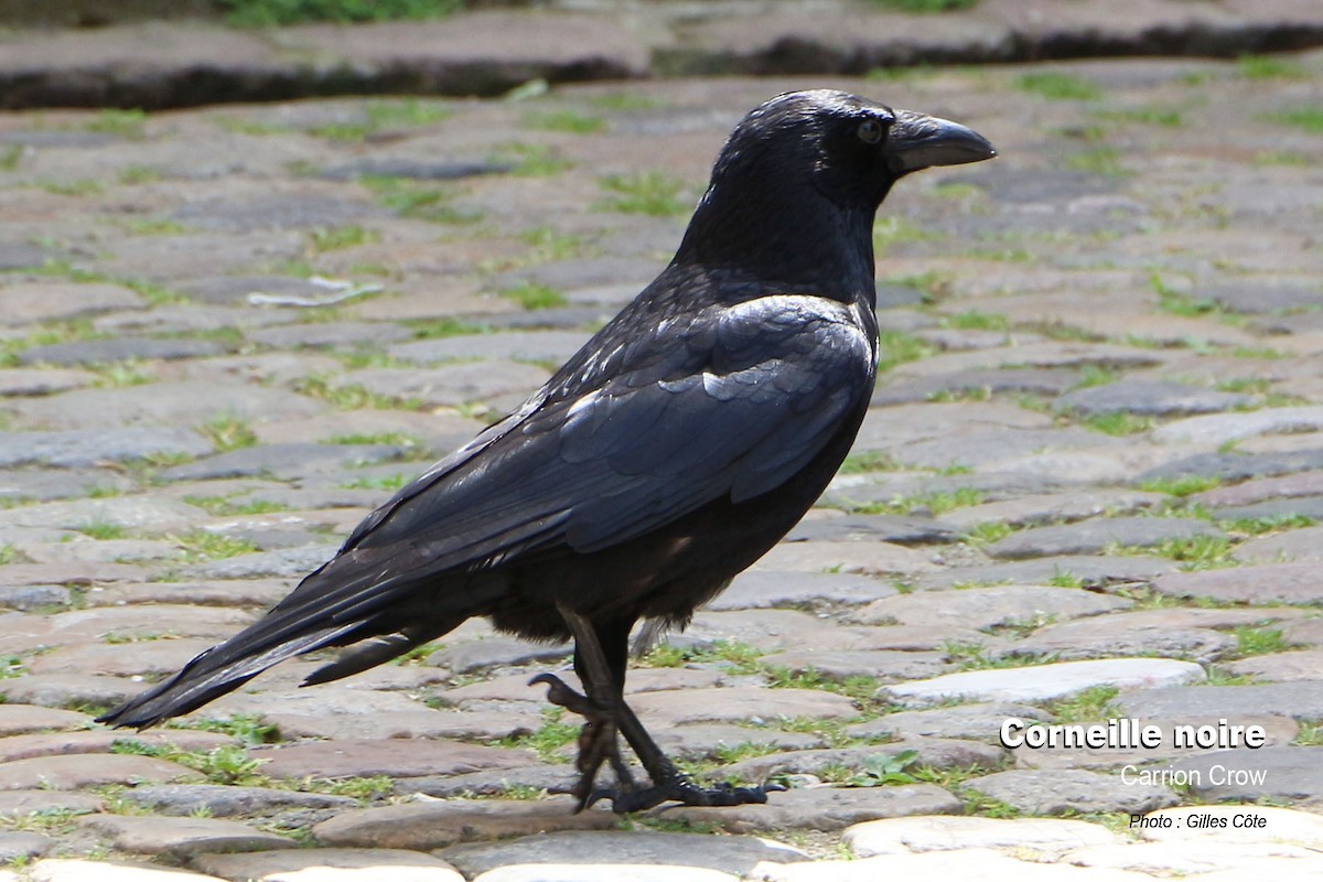 Carrion Crow - ML637144670