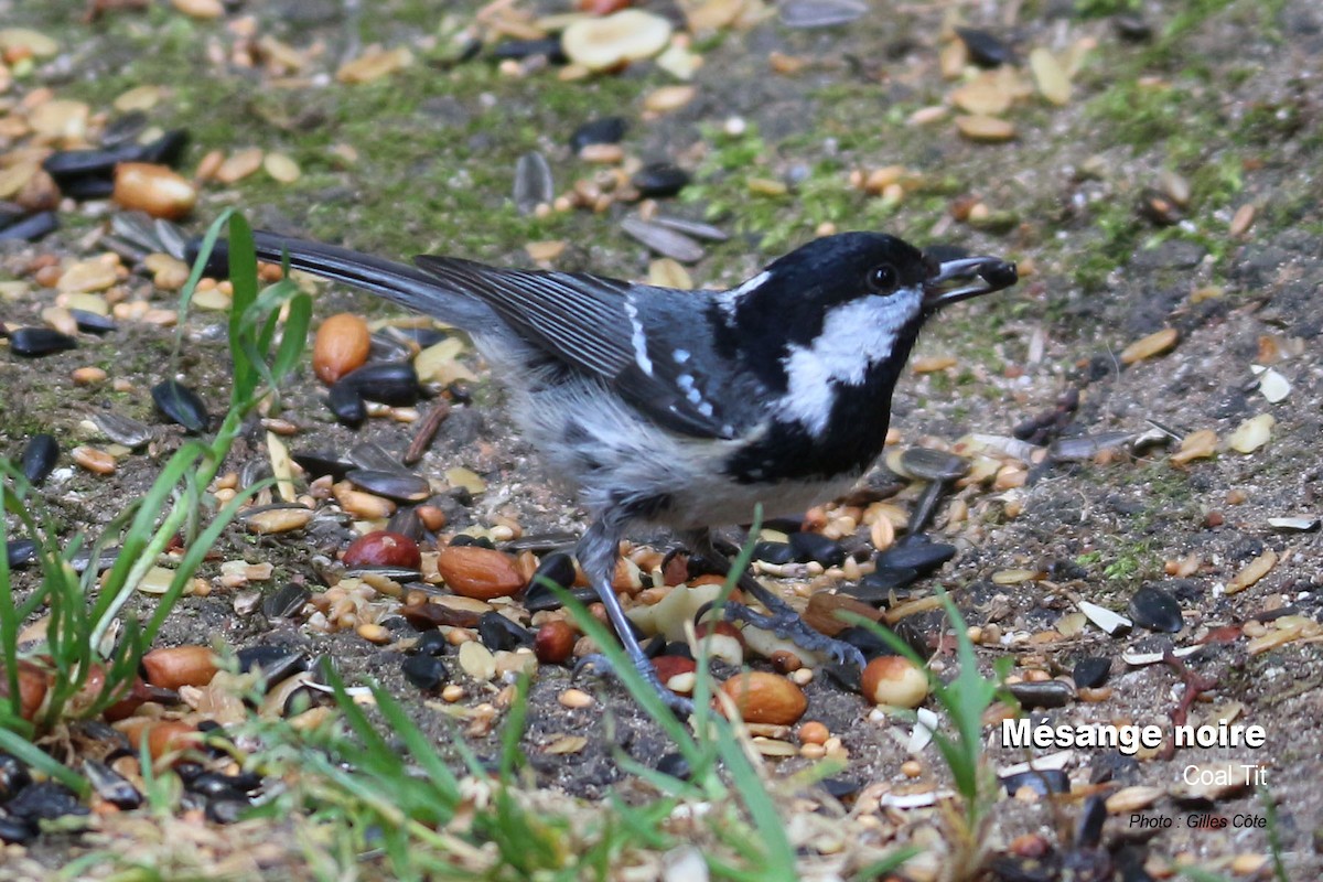 Coal Tit - ML637144683