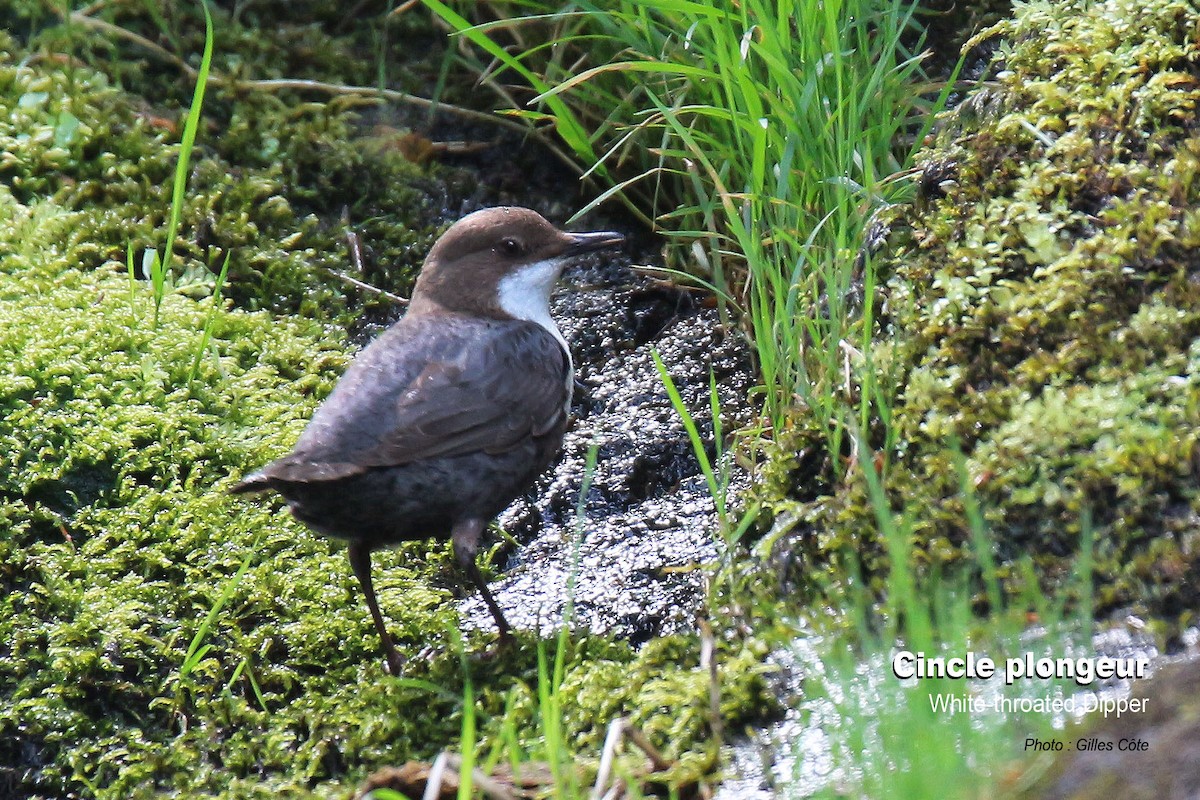 White-throated Dipper - ML637144688