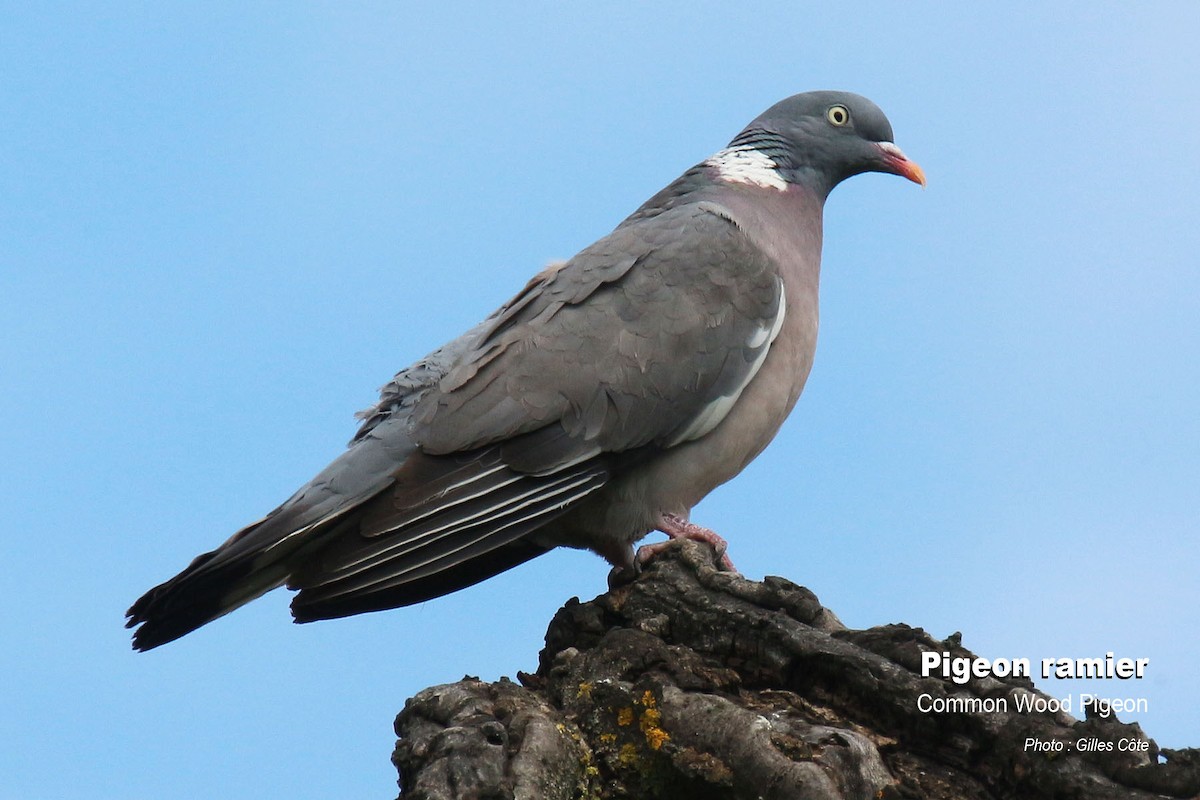 Common Wood-Pigeon - ML637144708