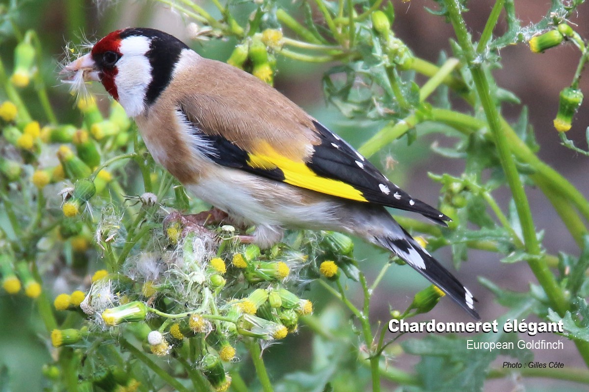 European Goldfinch - ML637144730