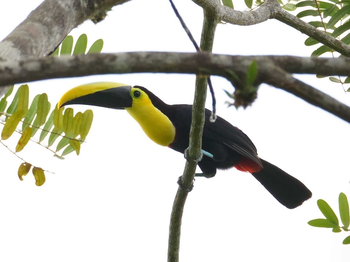 Choco Toucan - ML637144738