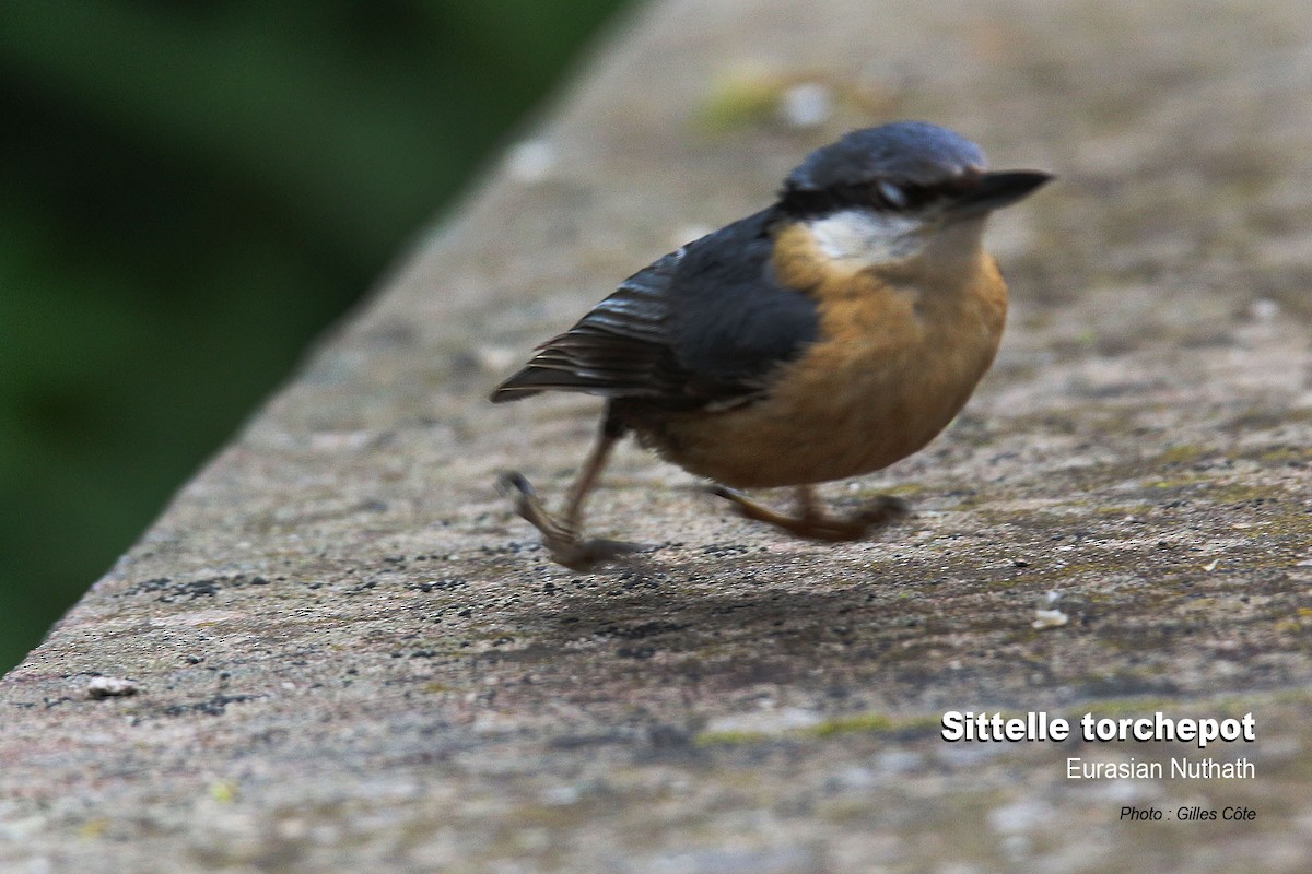 Eurasian Nuthatch - ML637144759