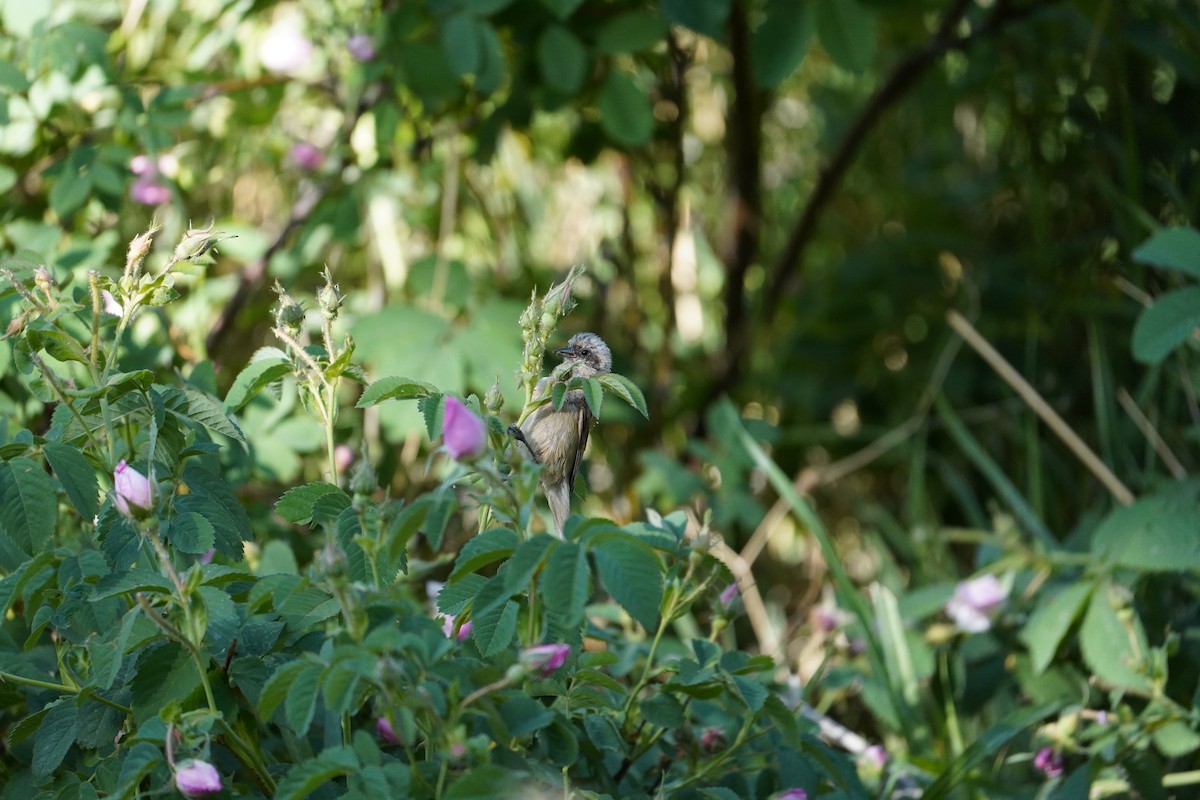 Eurasian Penduline-Tit - ML637144763