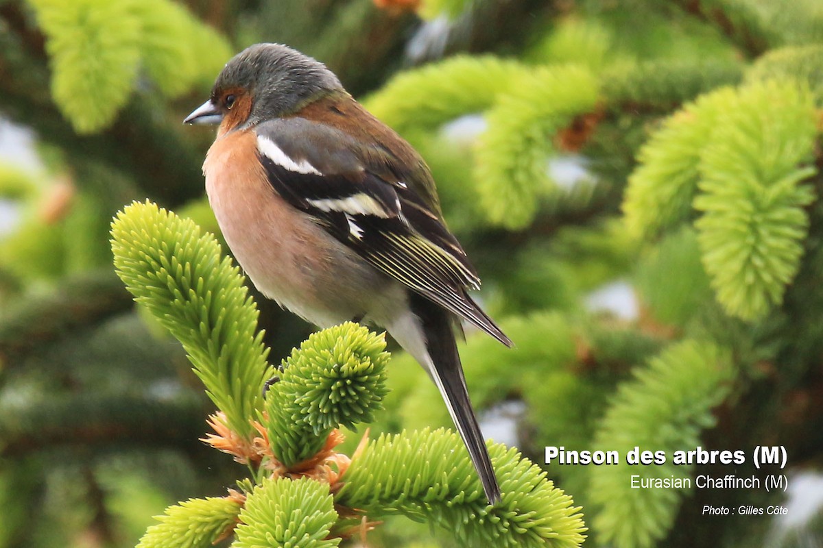 Common Chaffinch - ML637144769