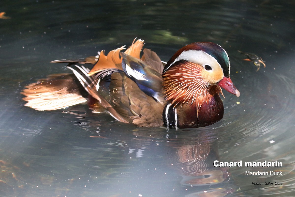 Mandarin Duck - ML637144787