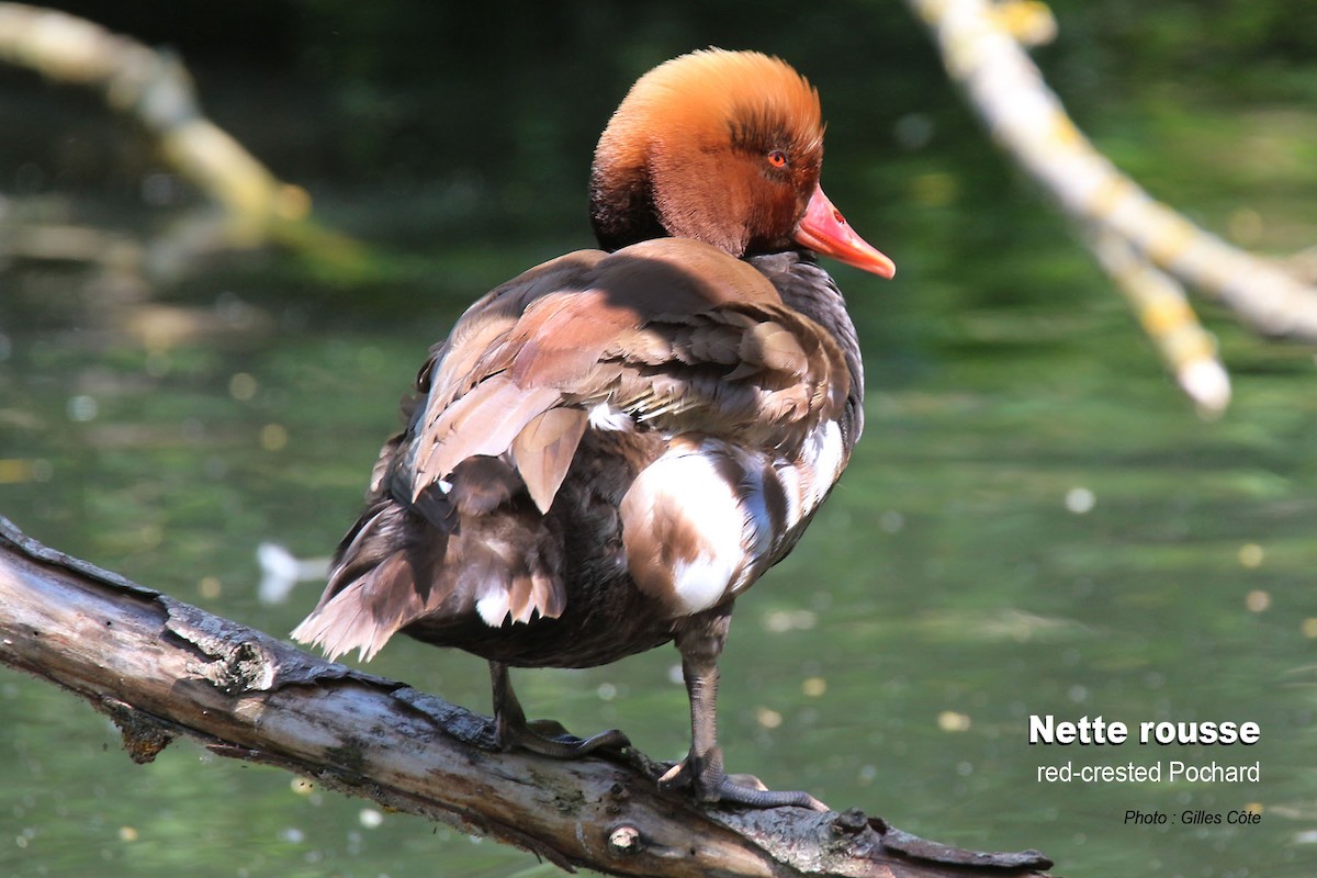 Red-crested Pochard - ML637144792
