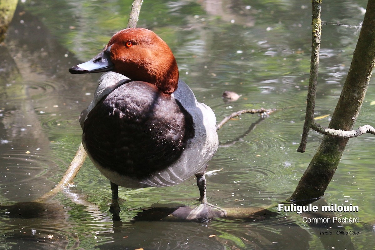 Common Pochard - ML637144799