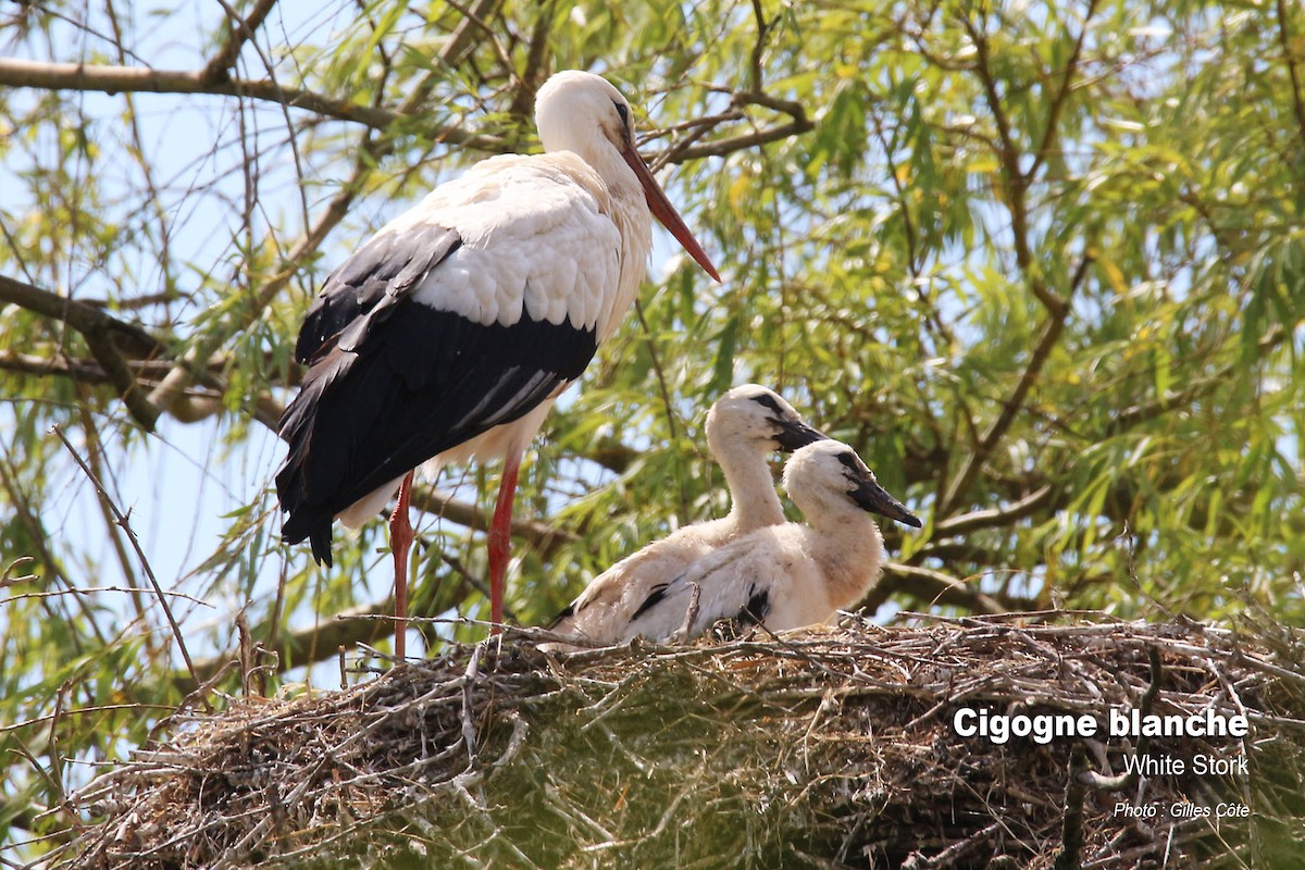 White Stork - ML637144803
