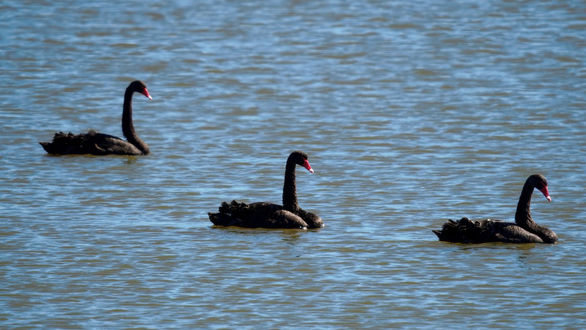 Black Swan - ML637144811