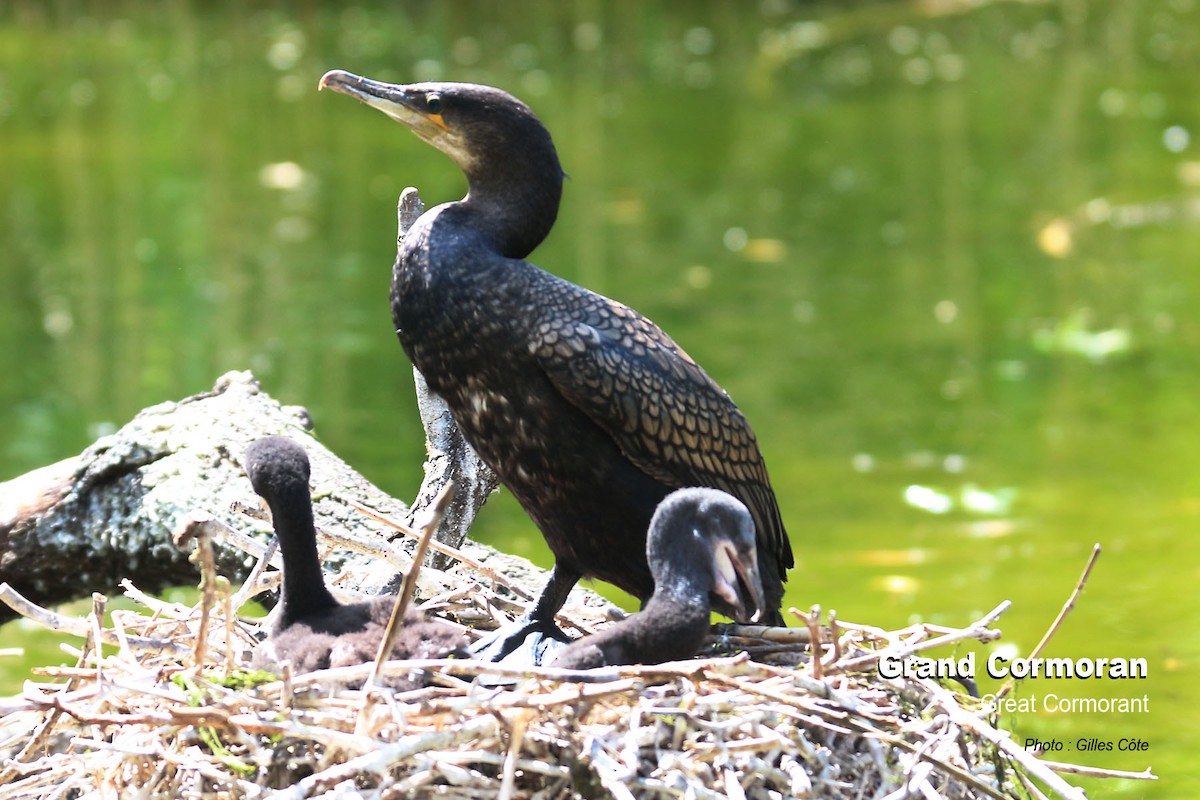 Great Cormorant - ML637144814