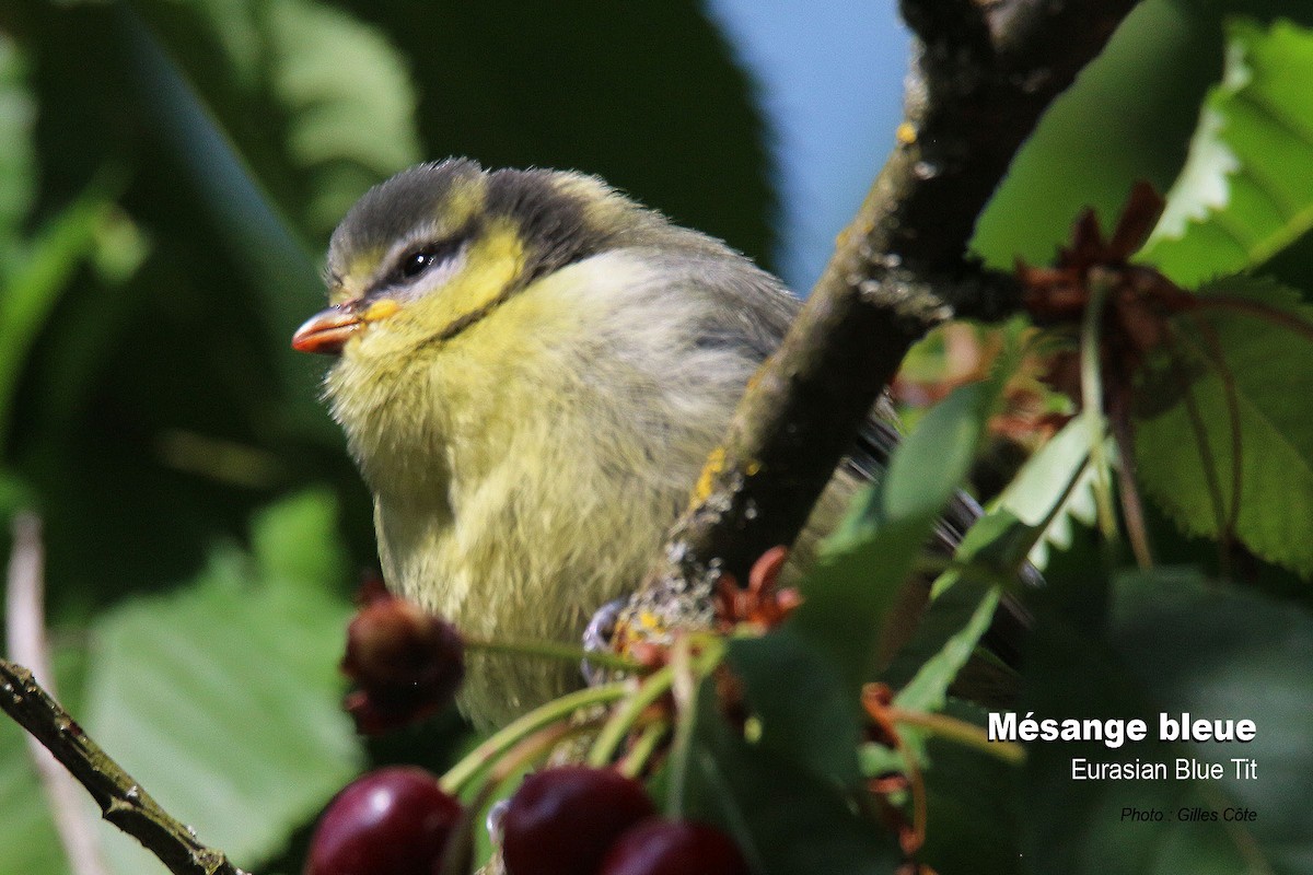 Eurasian Blue Tit - ML637144820