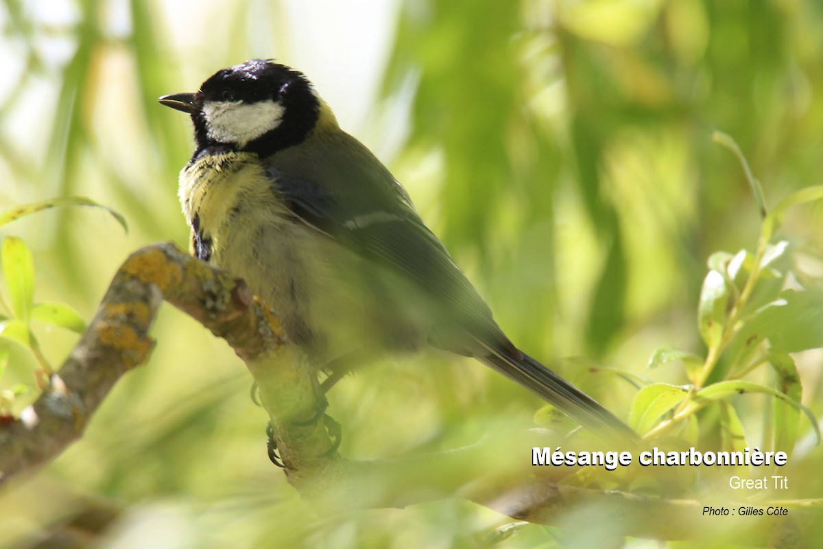 Great Tit - ML637144822