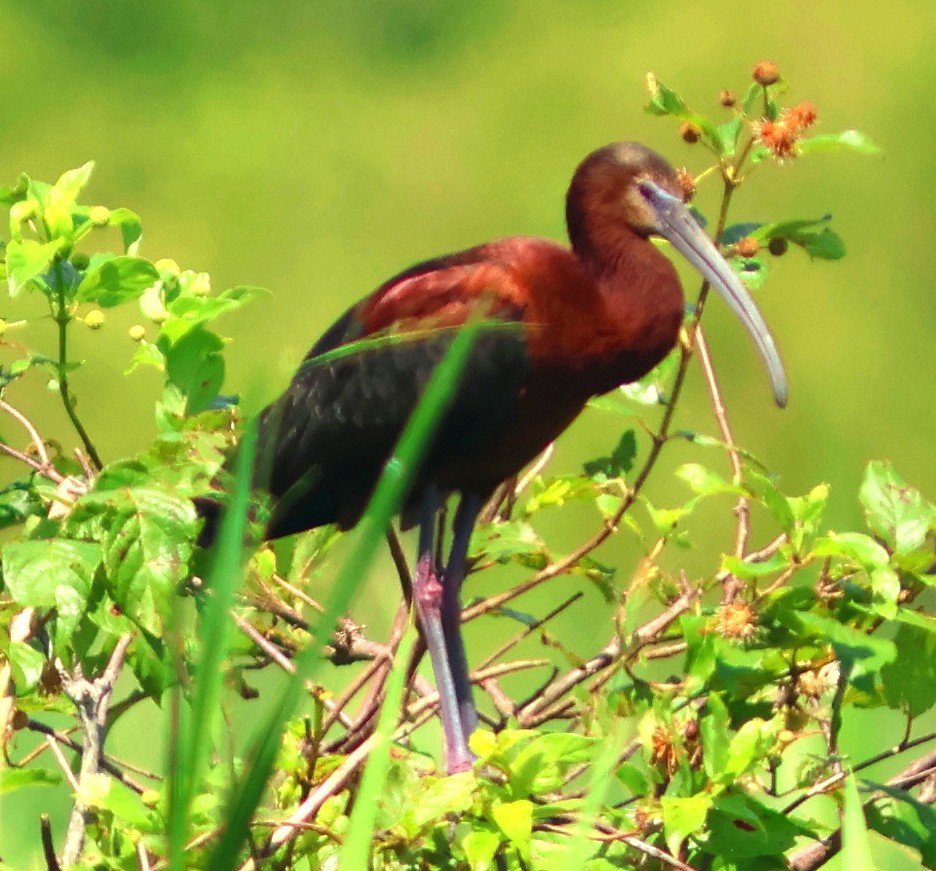 ibis hnědý/americký - ML637144932