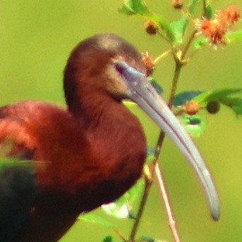 ibis hnědý/americký - ML637144933