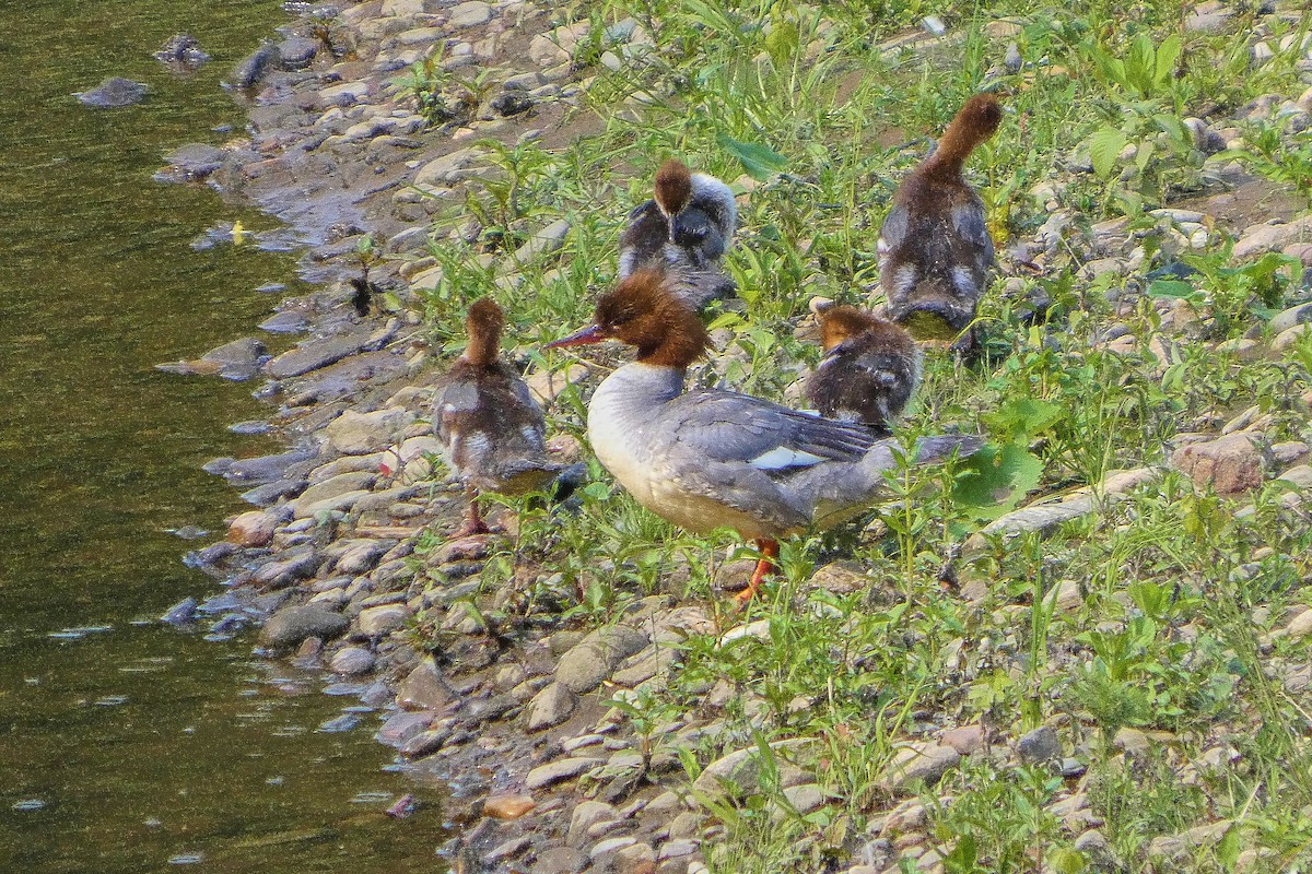 Common Merganser - ML637144939