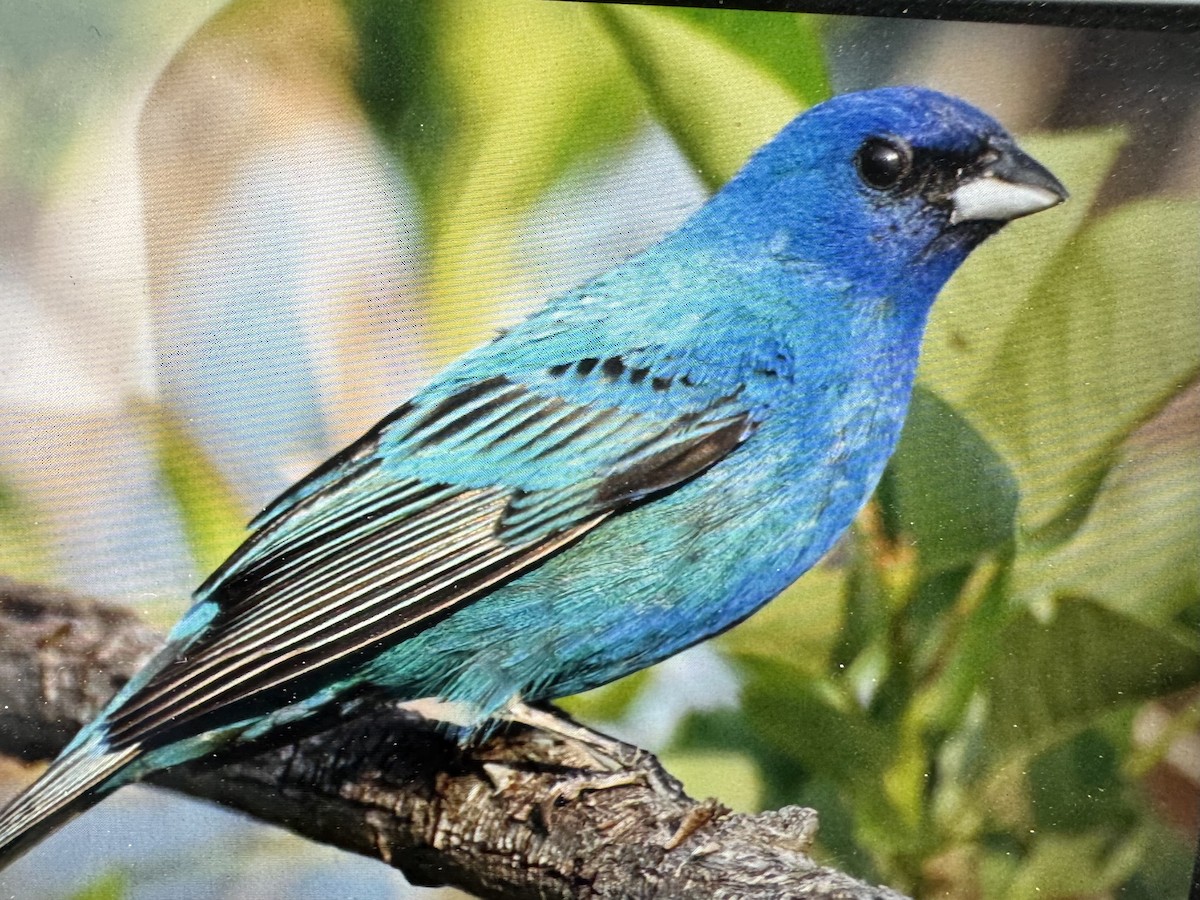 Indigo Bunting - ML637145026