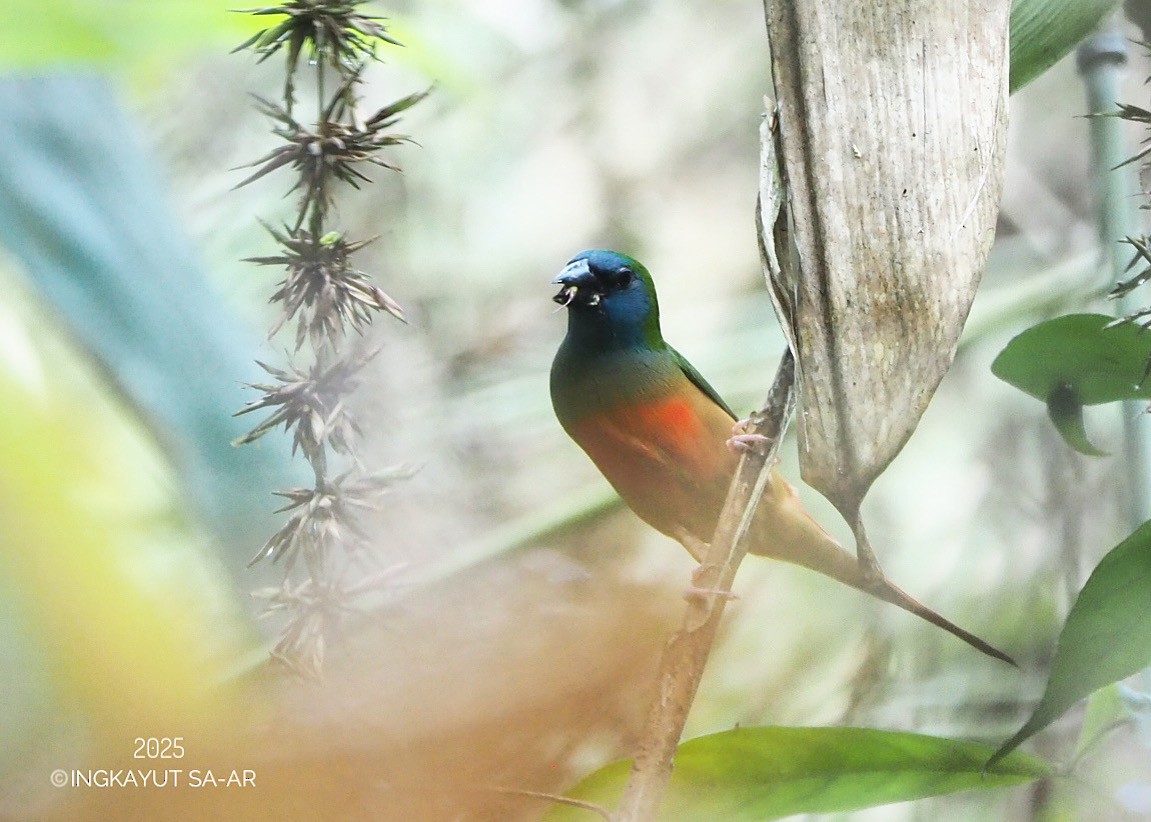 Pin-tailed Parrotfinch - ML637145077