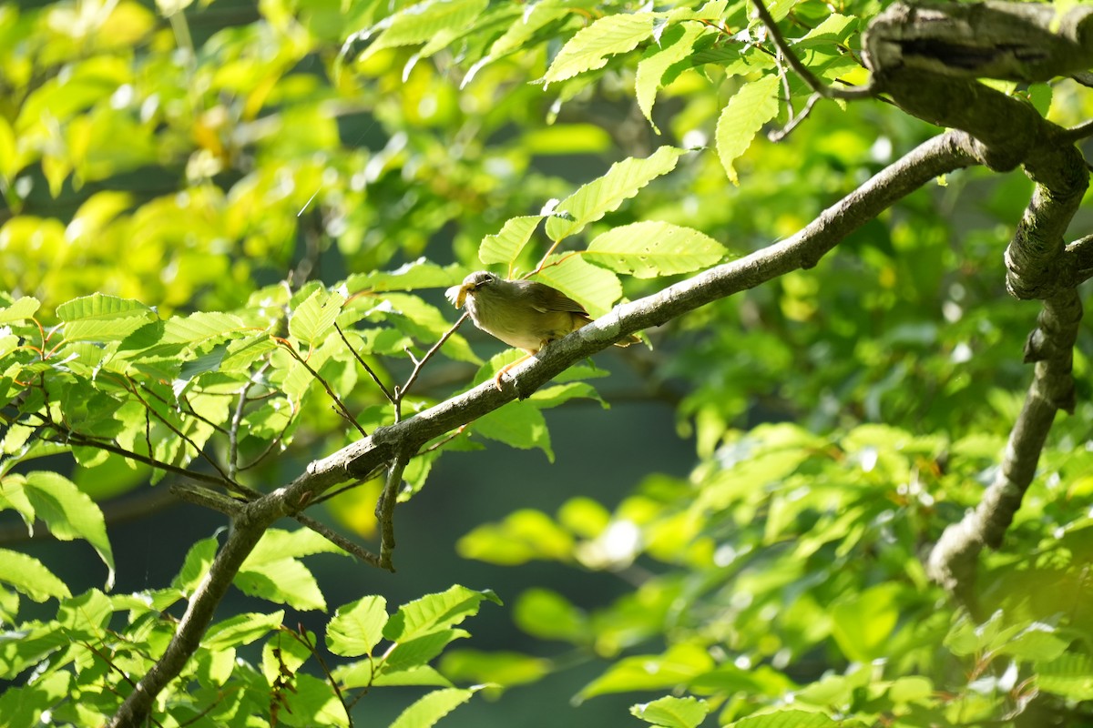 Huet's Fulvetta - ML637145152