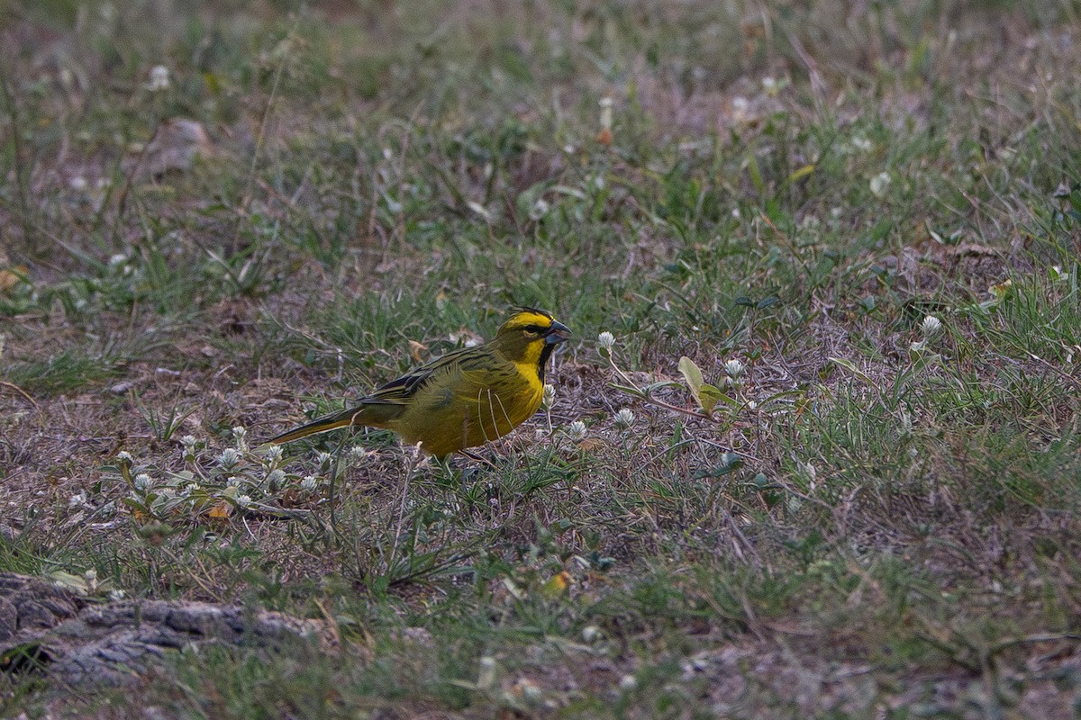 Yellow Cardinal - ML637145172