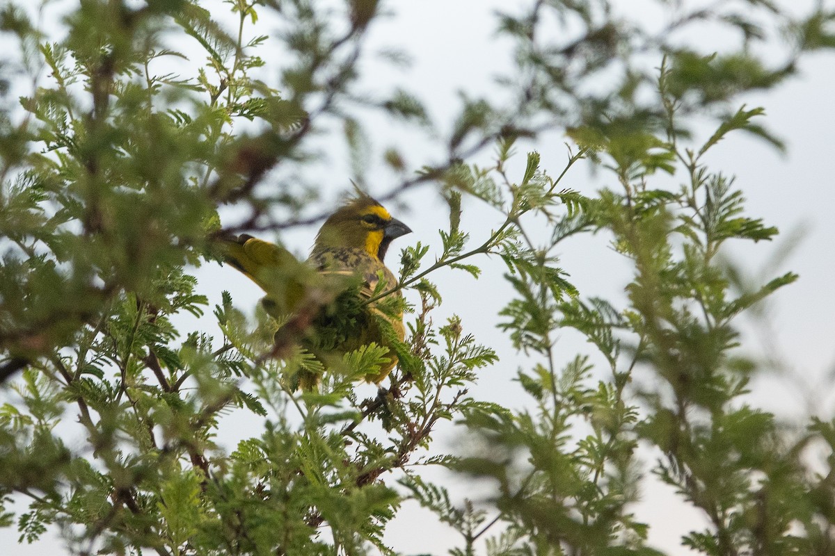 Yellow Cardinal - ML637145173