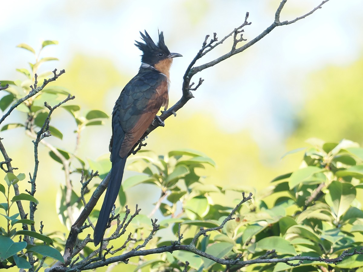 Chestnut-winged Cuckoo - ML637145183